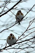 Foto: Distelfinken (Carduelis carduelis) im Geäst sitzend