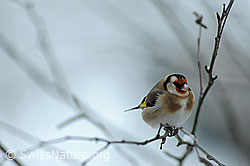 Foto: Distelfink (Carduelis carduelis)