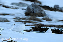 F074403: Schneehühner (Lagopus mutus)