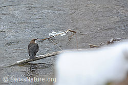 Foto: Wasseramsel (Cinclus cinclus)