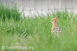 Foto: Wiedehopf (Upupa epops)