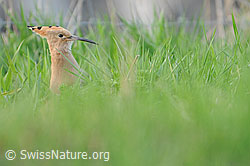 Foto: Wiedehopf (Upupa epops)