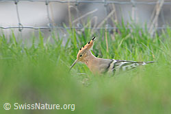 Foto: Wiedehopf (Upupa epops)