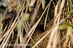 Foto: Nest des Zaunkönig
