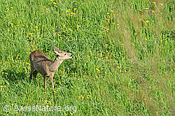 F074776: Europäisches Reh (Capreolus capreolus) beim Äsen