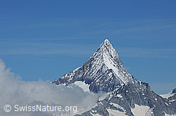 F075888: Finsteraarhorn vom Holzjihorn