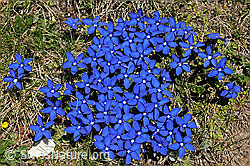 Photo: Gruppe blühender Enzian