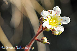 Photo: Blüte Traubensteinbrech