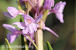 F075970: Blüte Langspornige Handwurz