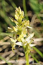 Photo: Platanthera bifolia