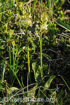 Photo: Platanthera bifolia