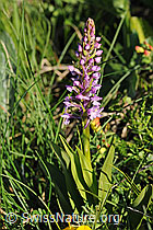 F075983: Langspornige Handwurz