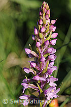 F075985: Langspornige Handwurz