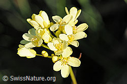 Photo: Gemeines Brillenschötchen
