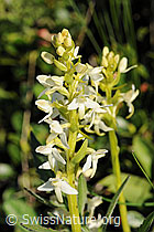 Photo: Platanthera bifolia