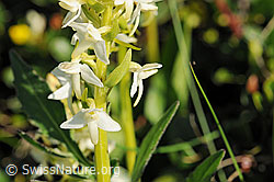 Photo: Platanthera bifolia