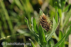 Photo: Blütenknospe einer Flockenblume