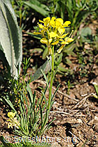 Foto: Schweizer Schöterich