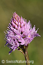 Kugelorchis (Traunsteinera globosa) (F076034)