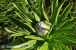 Photo: Blütenknospe und Blätter des Türkenbund