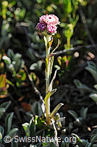 Photo: Katzenpfötchen