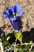 Photo: Kochscher Enzian