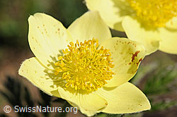 F076076: Schwefelanemone