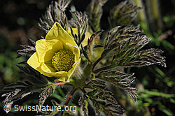 F076079: Aufblühende Schwefelanemone