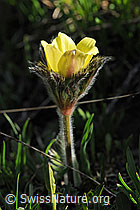 F076084: Schwefelanemone