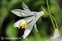 Foto: Blüte der Paradieslilie