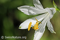Foto: Weisse Blüte mit gelben Stempeln