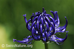 Photo: Phyteuma hemisphaericum