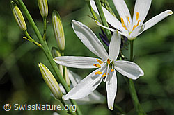Photo: Blüten und Knospen der Graslilie
