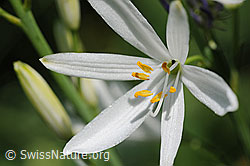 Photo: Blüte der Graslilie