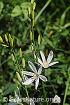 Photo: Astlose Graslilie