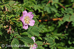 Foto: Alpen-Hagrose (Rosa pendulina)