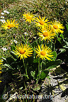 Photo: Grossköpfige Gemswurz