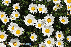 F077095: Alpenmargerite, Blüten