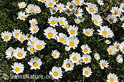 F077097: Gewöhnliche Alpenmargerite, Blüten