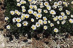 F077099: Gewöhnliche Alpenmargerite