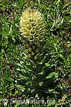 Photo: Straussblütige Glockenblume (Campanula thyrsoides)