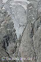 F077174: Zunge des Rotfirn