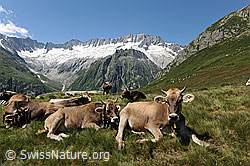Foto: Alpsommer auf der Göscheneralp