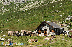 F077264: Alpsömmerung auf der Göscheneralp