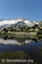 Foto: Dammastock mit Spiegelung