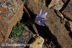 Photo: Mont Cenis-Glockenblume