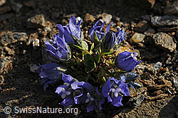 Photo: Mont-Cenis Glockenblume (Campanula cenisia)