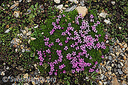 Photo: Polsternelken