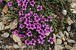 F077399: Gegenblättriger Steinbrech