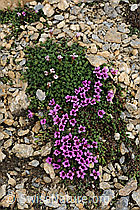 F077400: Gegenblättriger Steinbrech